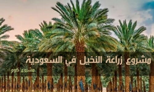 زراعة النخيل في السعودية