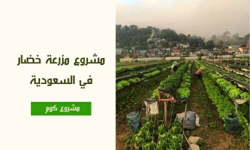 مشروع مزرعة خضار في السعودية