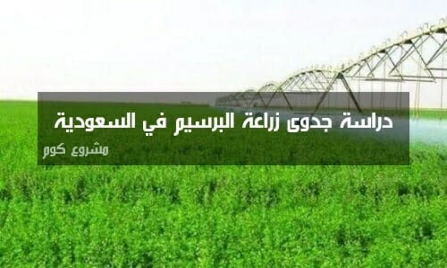 دراسة جدوى زراعة البرسيم في السعودية