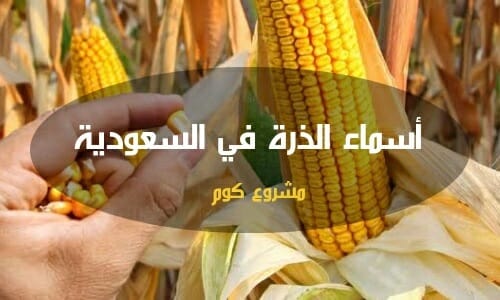 زراعة الذرة في السعودية