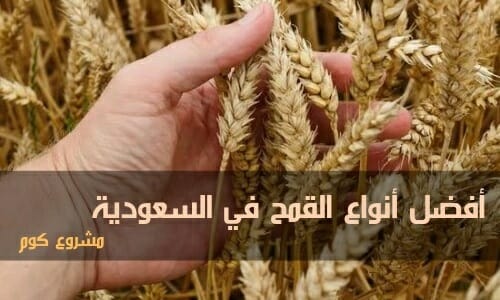  زراعة القمح في السعودية
