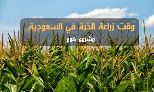 زراعة الذرة في السعودية