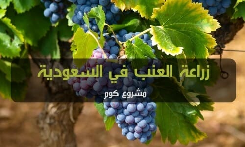 زراعة العنب في السعودية
