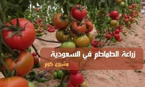 مشروع زراعة الطماطم في السعودية
